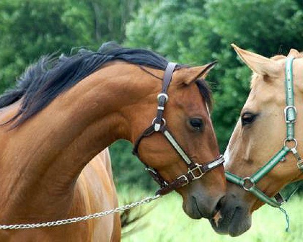 broodmare FHS I Will Survive (Quarter Horse, 2006, from Cause Of It All)