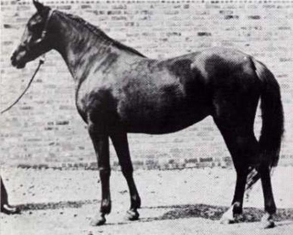 broodmare Niseyra 1935 ox (Arabian thoroughbred, 1935, from Rissam 1928 ox)