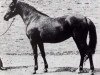Zuchtstute Niseyra 1935 ox (Vollblutaraber, 1935, von Rissam 1928 ox)