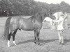 stallion Benjamin ox (Arabian, 1946, from Champurrado ox)