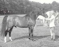 stallion Benjamin ox (Arabian, 1946, from Champurrado ox)