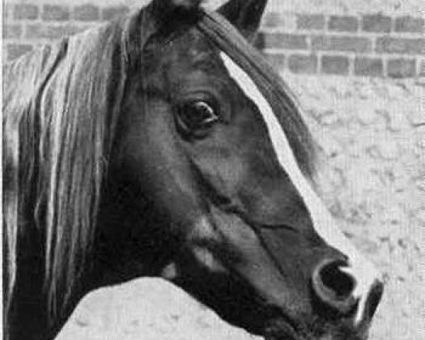 stallion Champurrado ox (Arabian thoroughbred, 1940, from Irex ox)