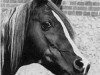stallion Champurrado ox (Arabian thoroughbred, 1940, from Irex ox)