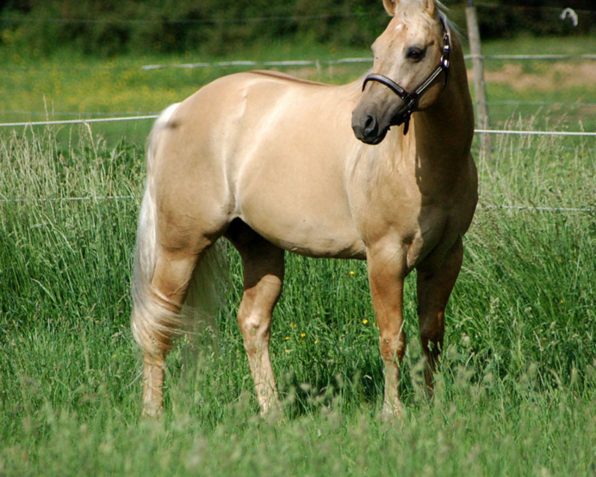 stallion Great Holly Pine (Quarter Horse, 1995, from Great Red Pine)