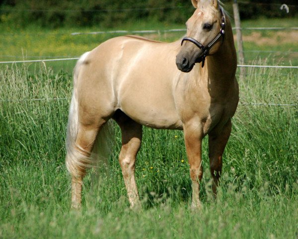 Deckhengst Great Holly Pine (Quarter Horse, 1995, von Great Red Pine)