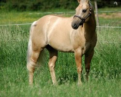 stallion Great Holly Pine (Quarter Horse, 1995, from Great Red Pine)