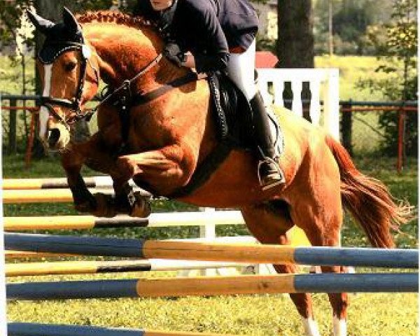 horse Bijou Valuablé (Oldenburg, 1996, from Borax)