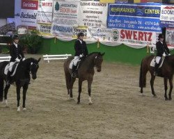 dressage horse Vorsterheides Severus Snape (Oldenburg, 2006, from Sir Savoy)