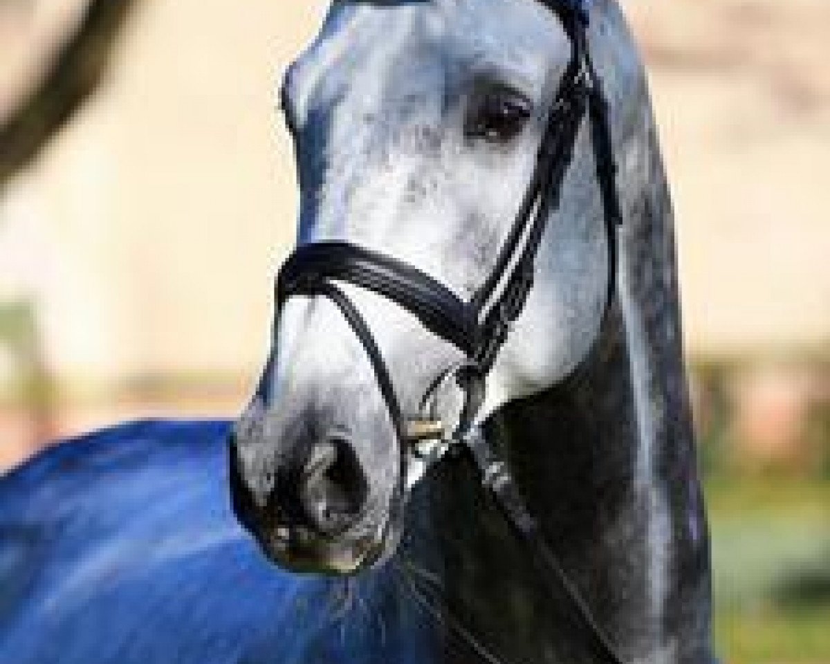 Deckhengst Cornelius 37 (Dänisches Warmblut, 2005, von Casir Ask)