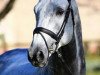 stallion Cornelius 37 (Danish Warmblood, 2005, from Casir Ask)