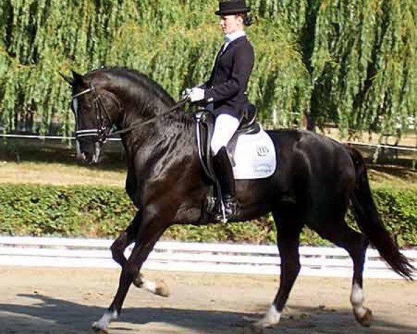 stallion Karolinger II (Trakehner, 2002, from Latimer)