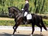 stallion Karolinger II (Trakehner, 2002, from Latimer)