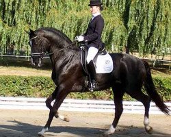 stallion Karolinger II (Trakehner, 2002, from Latimer)