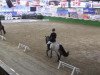 dressage horse Davina (German Riding Pony, 2001, from Donnerblitz)