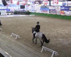 dressage horse Davina (German Riding Pony, 2001, from Donnerblitz)