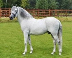 stallion Embrujo XXXI (Pura Raza Espanola (PRE), 1999, from Manzanillo II)