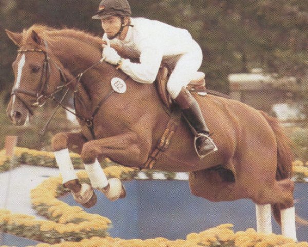 stallion Bordolino (Bavarian, 1984, from Bonito xx)