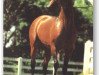 stallion St. Simon ox (Arabian thoroughbred, 1973, from Benjamin ox)