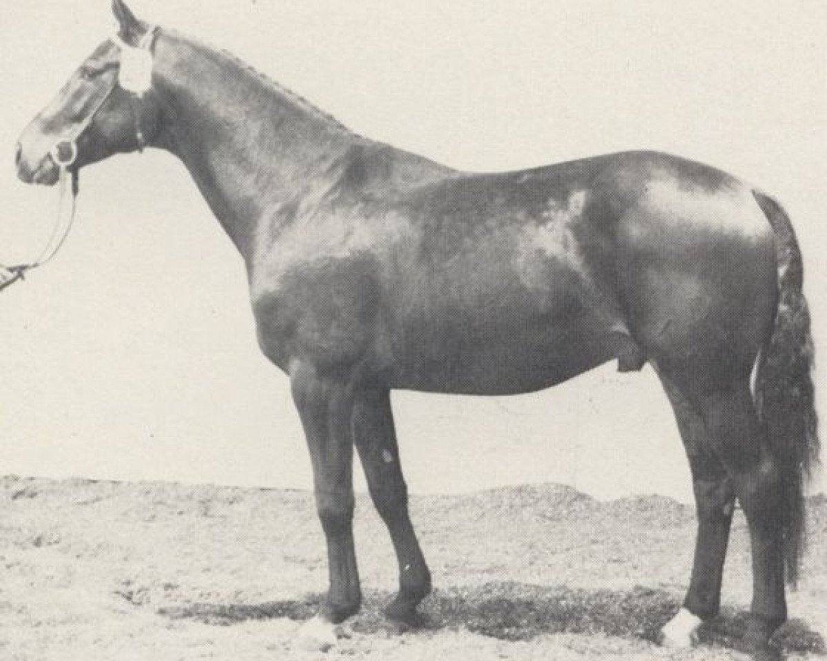 stallion Platin (Westphalian, 1980, from Plutos)