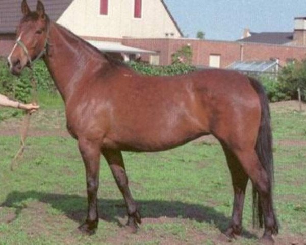 Zuchtstute Torbertha (Koninklijk Warmbloed Paardenstamboek Nederland (KWPN), 1977, von Doruto)