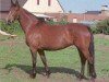 broodmare Torbertha (KWPN (Royal Dutch Sporthorse), 1977, from Doruto)