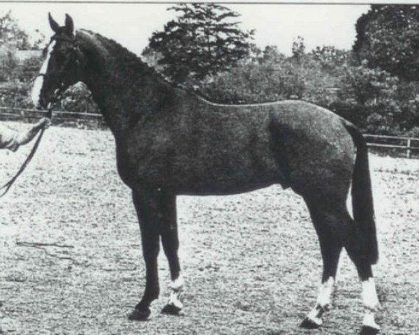 Deckhengst El Corona (Koninklijk Warmbloed Paardenstamboek Nederland (KWPN), 1986, von Amor)