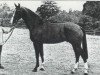 stallion El Corona (KWPN (Royal Dutch Sporthorse), 1986, from Amor)