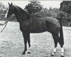 stallion El Corona (KWPN (Royal Dutch Sporthorse), 1986, from Amor)