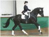 stallion Donaufels (Trakehner, 2001, from Hohenstein I)