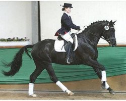 stallion Donaufels (Trakehner, 2001, from Hohenstein I)