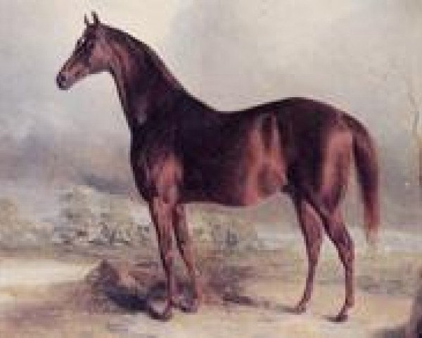 stallion Leviathan xx (Thoroughbred, 1823, from Muley xx)
