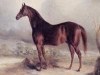 stallion Leviathan xx (Thoroughbred, 1823, from Muley xx)
