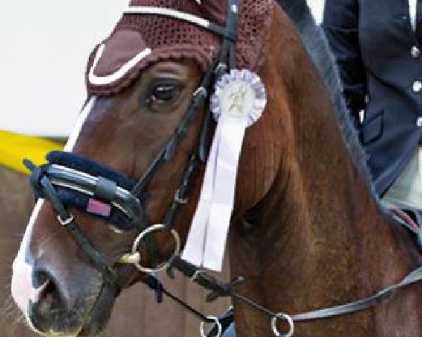 jumper Tristan (Polish Warmblood, 2006)