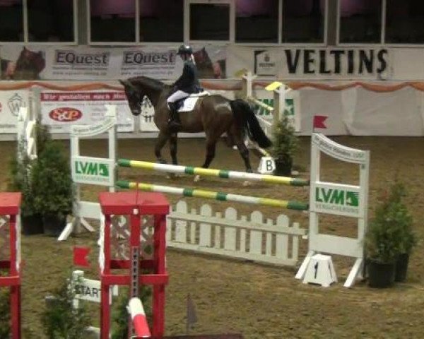 Springpferd Arden 3 (Belgisches Warmblut, 2007)