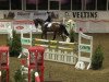 jumper Arden 3 (Belgian Warmblood, 2007)