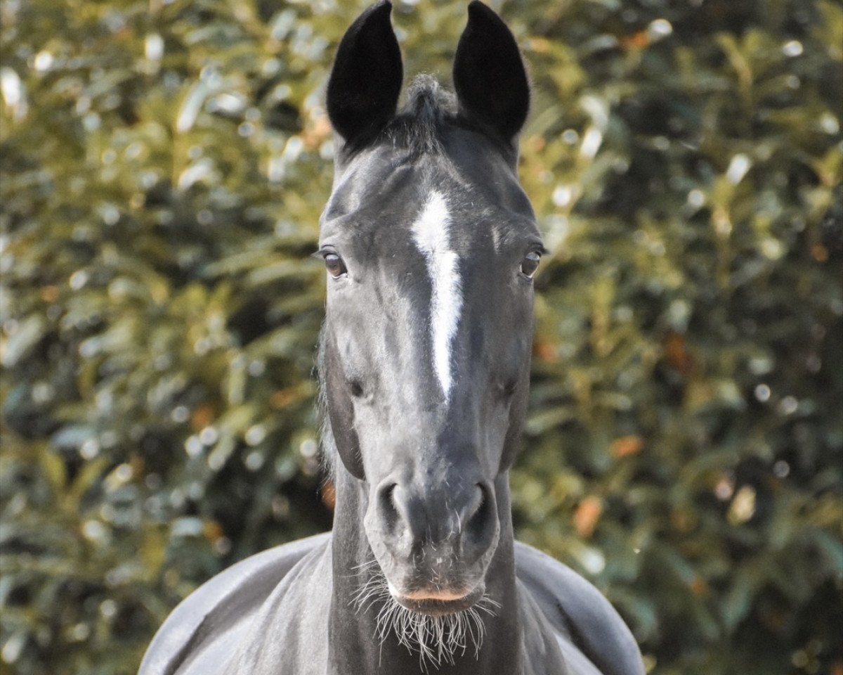 Zuchtstute Shakira (Westfale, 2003, von Sandro Hit)