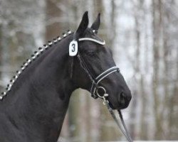 stallion Grimani (Trakehner, 2010, from Gribaldi)