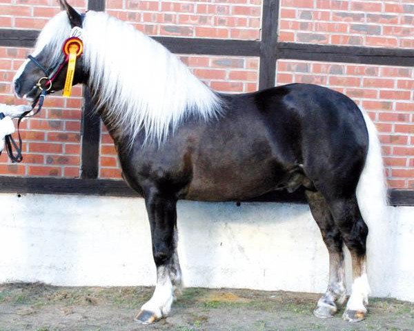 stallion Moreno (Black Forest Horse, 2006, from Mönchberg)
