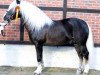 stallion Moreno (Black Forest Horse, 2006, from Mönchberg)