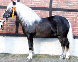 stallion Moreno (Black Forest Horse, 2006, from Mönchberg)