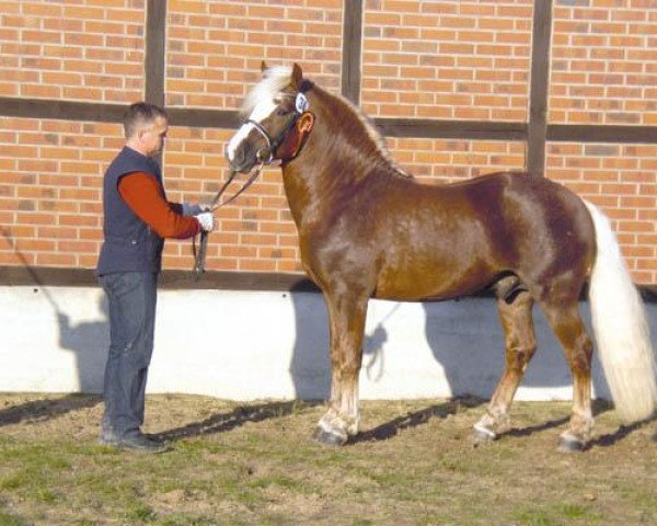 horse Michel (Black Forest Horse, 2006, from Modus)