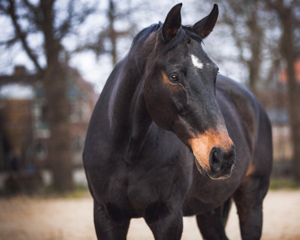 horse Azzaro de la Croix (Belgian Warmblood, 1999, from Tracy AA)