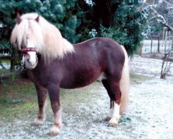 horse Mardif (Black Forest Horse, 1995, from Markant)