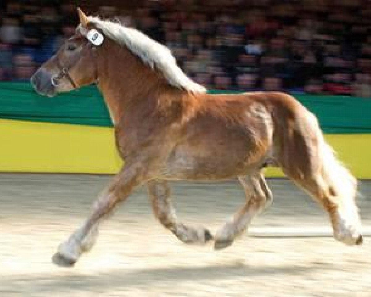 stallion Luidor 351907 (Rhenish-German Cold-Blood, 2007, from Lausbub)
