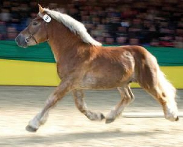 stallion Luidor 351907 (Rhenish-German Cold-Blood, 2007, from Lausbub)