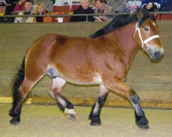 stallion Erkon (Rhenish-German Cold-Blood, 2004, from Elan von Dönitz)