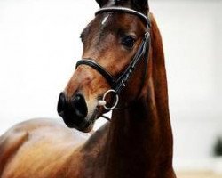 stallion Chocolat (Holsteiner, 2008, from Indoctro)