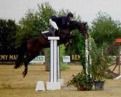 broodmare Jikki (KWPN (Royal Dutch Sporthorse), 1991, from Emilion)