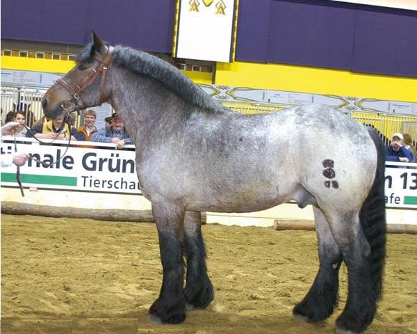 stallion Elan von Dönitz (Altmärkisches Draughthorse, 2000, from Enorm I 3595)