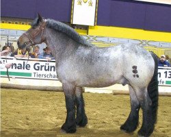 stallion Elan von Dönitz (Altmärkisches Draughthorse, 2000, from Enorm I 3595)